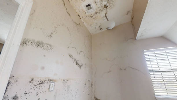 Best Biohazard Mold Removal  in Freeman, SD