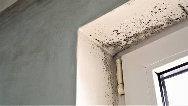 Best Mold Remediation for Rental Properties  in Freeman, SD