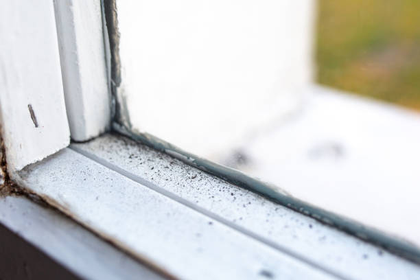 Best Airborne Mold Testing  in Freeman, SD